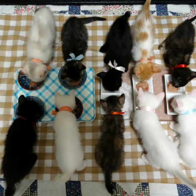 立川市地域猫ボランティアのカバー写真