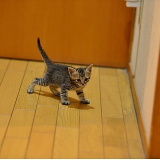 生まれたての子猫です