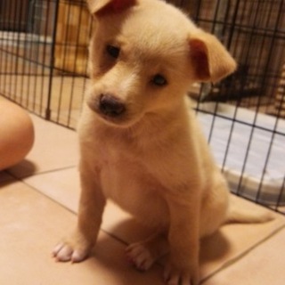 2ヶ月の可愛い女の子　家族を募集しています♪