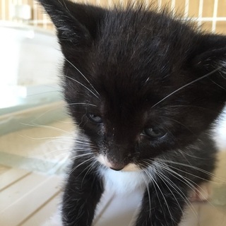 白黒マスクちゃん里親さん募集