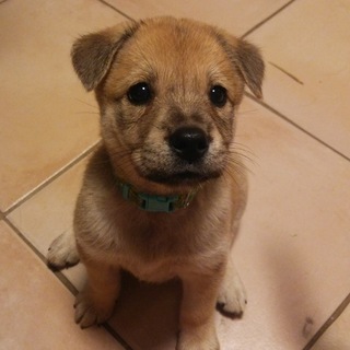 2ヶ月の可愛い女の子　家族を探しています♪