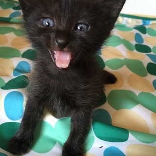 とってもかわいい黒猫ちゃん里親募集