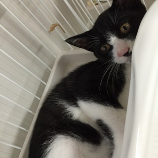 人懐っこいマスク猫