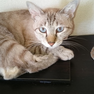 雑種のメス猫です。