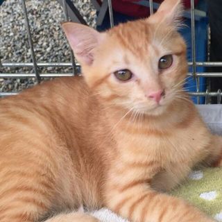 出来れば２匹で★剛（剛と光一）★３ヶ月