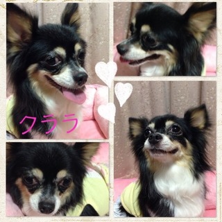 チワワのクララは３才の女の子です