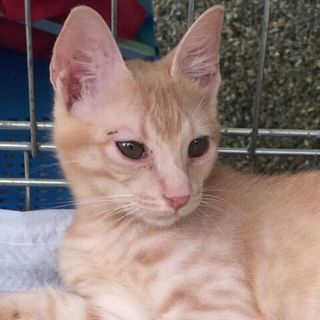 ２匹でどうですか？★光一（剛と光一）★３ヶ月