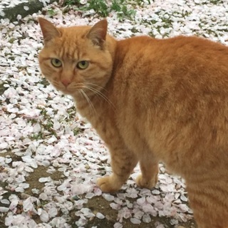 ちょっと珍しい茶トラのぽっちゃり女子！