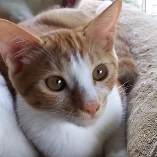 可愛い仔猫8匹の里親さま募集しております！