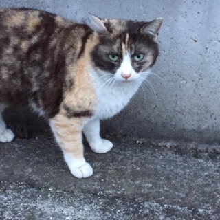 エメラルドグリーンの瞳な三毛ちゃん！