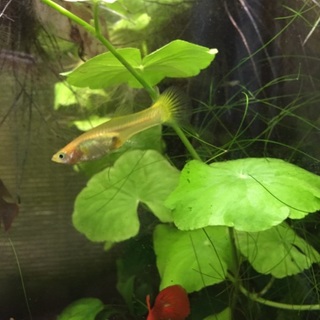 ミックスグッピーその他貰って下さい