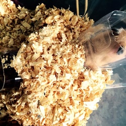 スーちゃん 元気です。ケージもバージョンアップ中