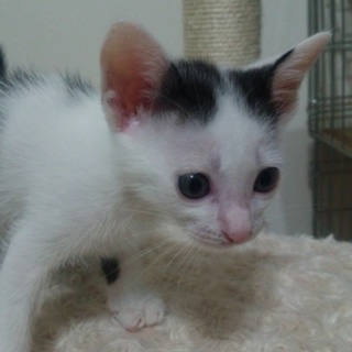 ！！急募！！子猫の里親になってください。