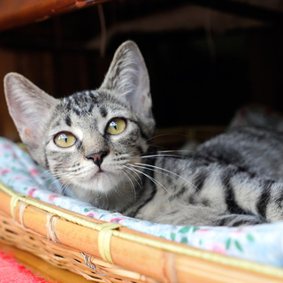 徳島よりM字くっきりサバトラ女子