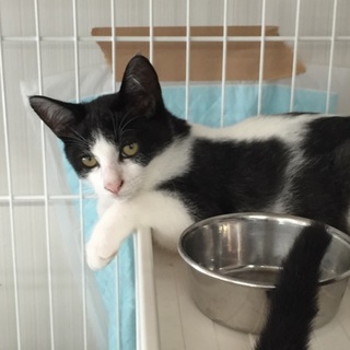 白黒マスク猫里親さん募集