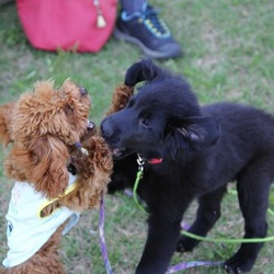 ペットID届きました