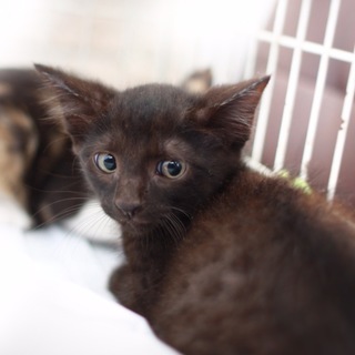 兄弟黒茶猫ちゃん1.5ヶ月」神奈川県 - 猫の里親募集(81355) :: ペット