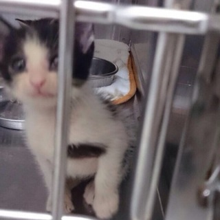 チョロくん・甘えたのやんちゃっ子