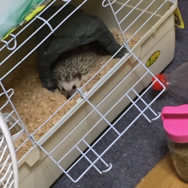 ネコ〇のカバー写真