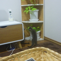 「リビングデビュー♪でも…それはダメっ！」サムネイル1