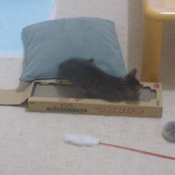 「リビングデビュー♪でも…それはダメっ！」サムネイル3