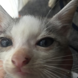 近所に捨てられていた子猫達を保護しました