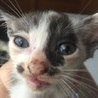 近所に捨てられていた子猫達を保護しました サムネイル3