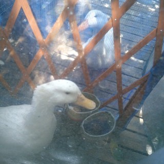 あひるの雄2匹里親様募集