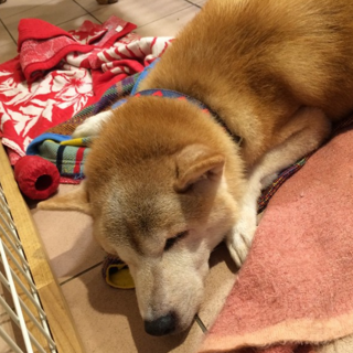 ツノダさん　ご家族募集中