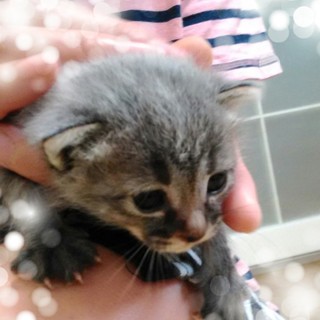 生後1～2週間のこねこです。