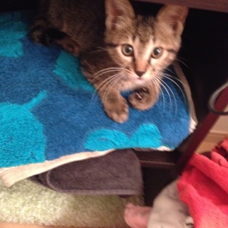 急遽募集！約生後4ヶ月