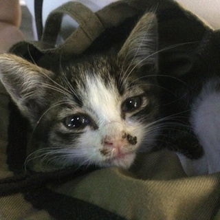 生後1ヶ月程の子猫