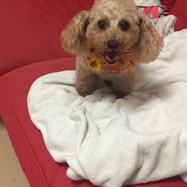 ろこさん、うちの家族として来てくれて早くも二週間と少し、表情も動作も見違えるぐらい変わりました！！本当にかわいい！うちのお嬢さんです♡