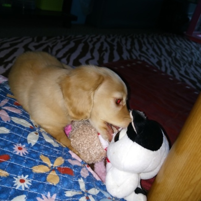 琉媚緯のカバー写真