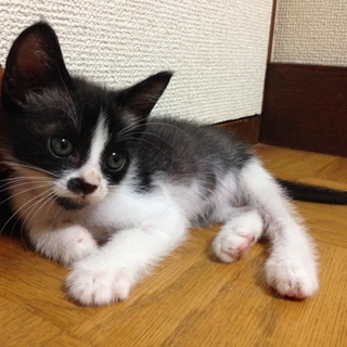 白黒の懐っこい男の子