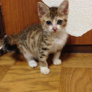 ふわふわの茶白の女の子