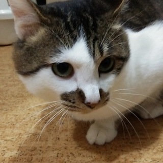 里親さんを探しています