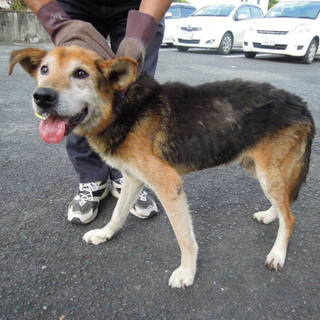 緊急募集！！落ちついた性格の中型男の子です。