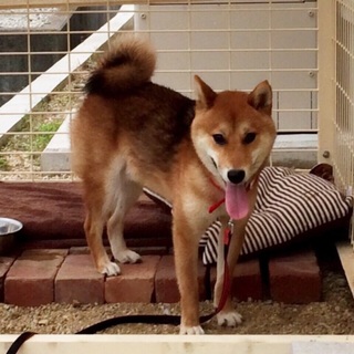 保健所からのレスキュー柴風ワンコ