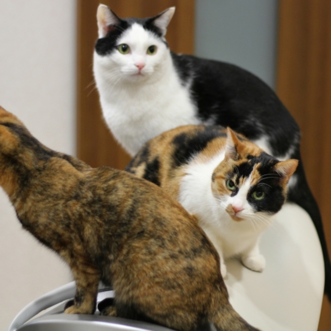 モコイのカバー写真