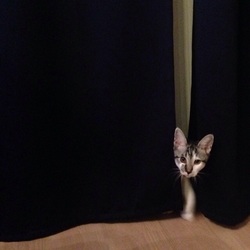 「我が家にきてもうすぐ１ヶ月」サムネイル2