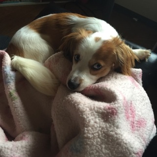 里親募集！！シャネルくん