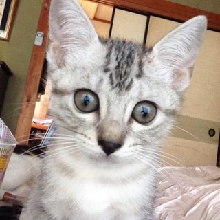 可愛がってくれる方、お願いします