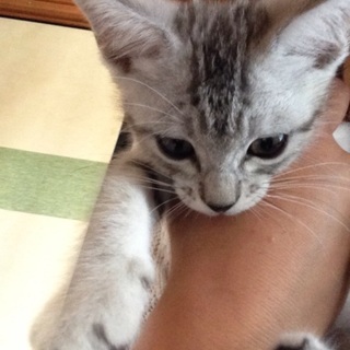 可愛がって頂ける方、お願いします！