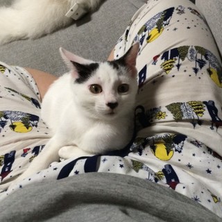 決定☆『ポテ』白色に黒色の斑点模様が特徴的。