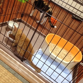 茶トラ♂推定2〜3ヶ月