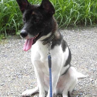 ｾﾝﾀｰで半年ﾋﾞﾋﾞﾘの野犬くん