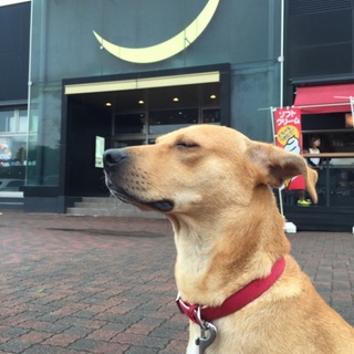 希望あり。人が大好き！とても人懐こい！お利口さん