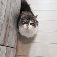 アリーシャ
