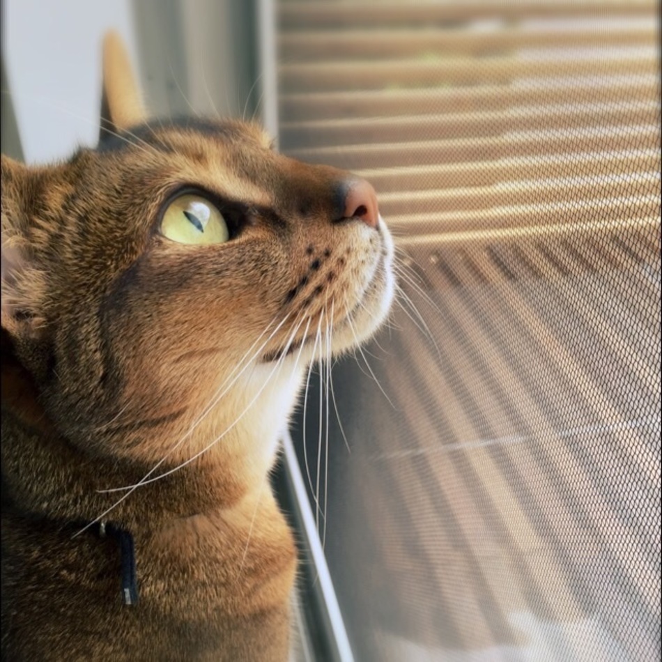 ニーナのカバー写真